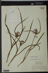 Tradescantia hirsuticaulis image