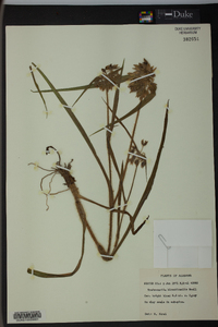 Tradescantia hirsuticaulis image