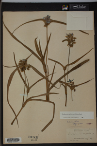 Tradescantia hirsutiflora image