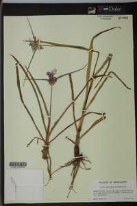 Tradescantia ohiensis image