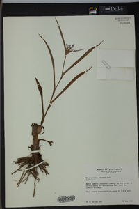 Tradescantia ohiensis image