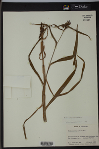 Tradescantia ohiensis image