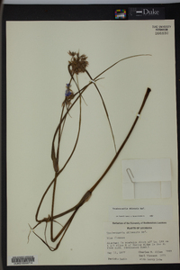 Tradescantia ohiensis image