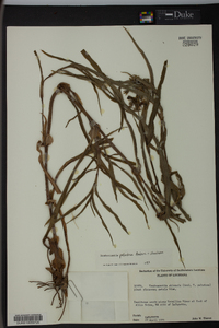 Tradescantia paludosa image