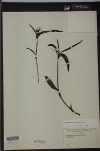 Tradescantia subaspera image