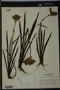 Lachnanthes caroliniana image