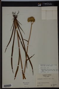 Lachnanthes caroliniana image