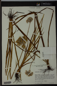 Lachnanthes caroliniana image