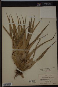 Catopsis floribunda image