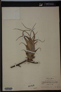 Tillandsia aloifolia image