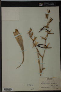 Tillandsia aloifolia image