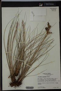 Tillandsia bartramii image