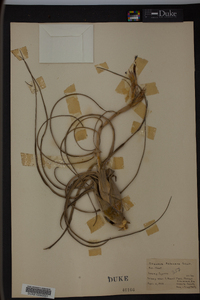 Tillandsia balbisiana image