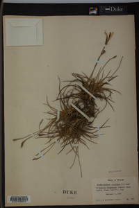 Tillandsia recurvata image