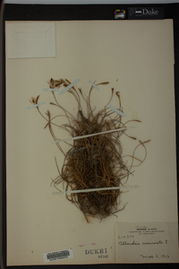 Tillandsia recurvata image