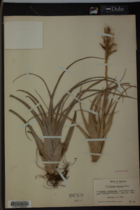 Tillandsia variabilis image