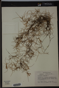 Tillandsia usneoides image