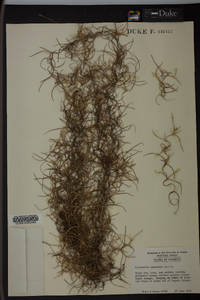 Tillandsia usneoides image