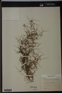 Tillandsia usneoides image