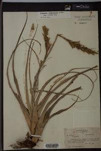 Tillandsia variabilis image