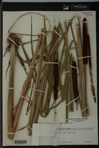 Typha angustifolia image