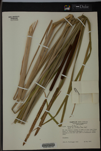 Typha angustifolia image