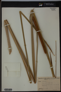 Typha domingensis image