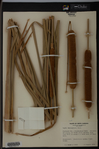 Typha domingensis image