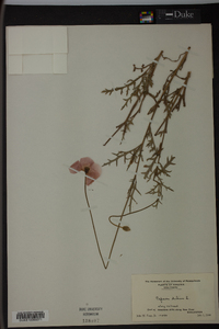 Papaver dubium image