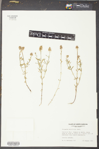 Polygala brevifolia image