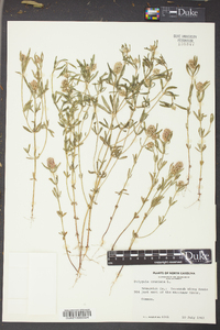 Polygala cruciata image