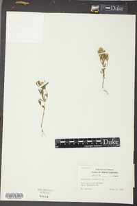 Polygala cruciata image