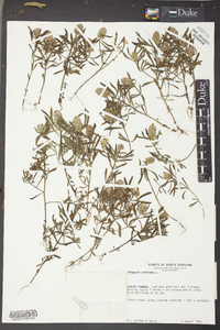 Polygala cruciata image