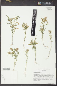 Polygala cruciata image