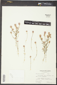 Polygala curtissii image