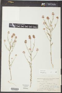 Polygala curtissii image