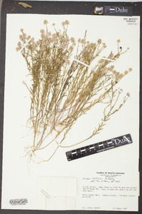 Polygala curtissii image