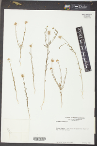 Polygala curtissii image