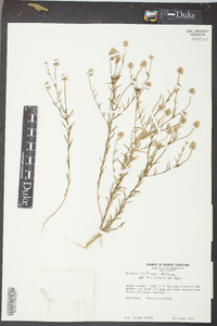 Polygala curtissii image