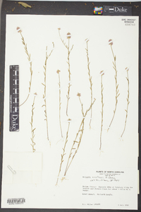 Polygala curtissii image