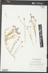 Polygala curtissii image