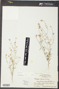 Polygala curtissii image