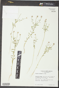 Polygala curtissii image