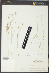 Polygala curtissii image