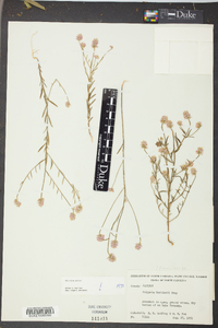 Polygala curtissii image
