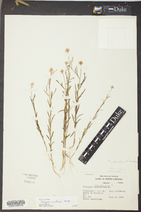 Polygala curtissii image