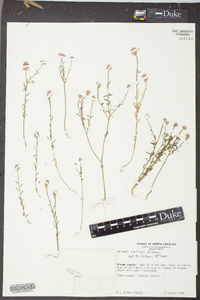 Polygala curtissii image