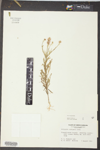 Polygala curtissii image