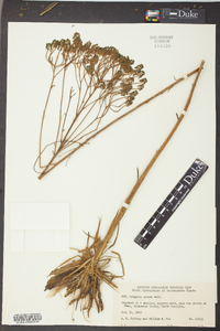 Polygala cymosa image