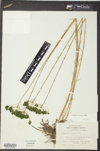 Polygala cymosa image